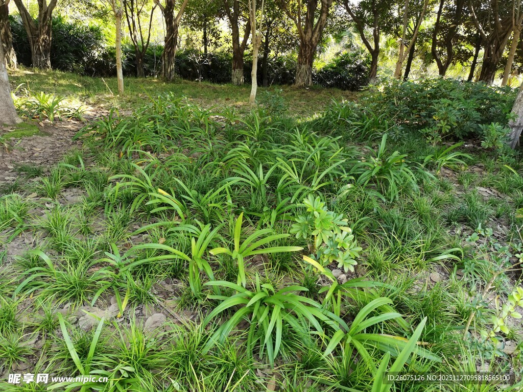 林间繁茂绿植景观