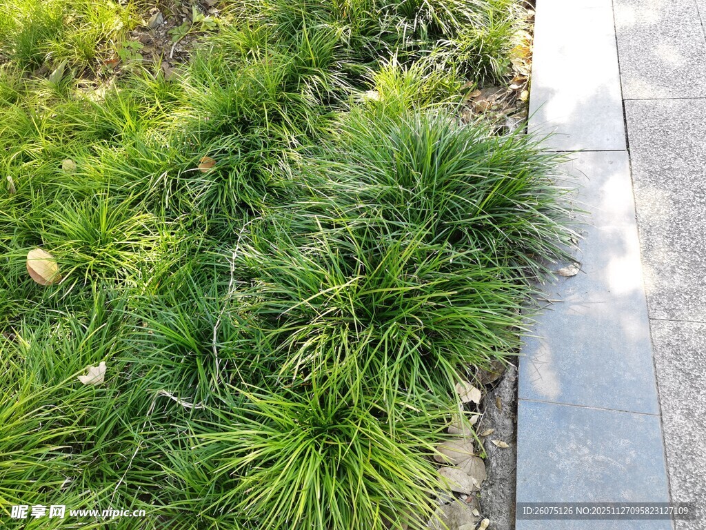 路边翠绿葱茏的丛生植物