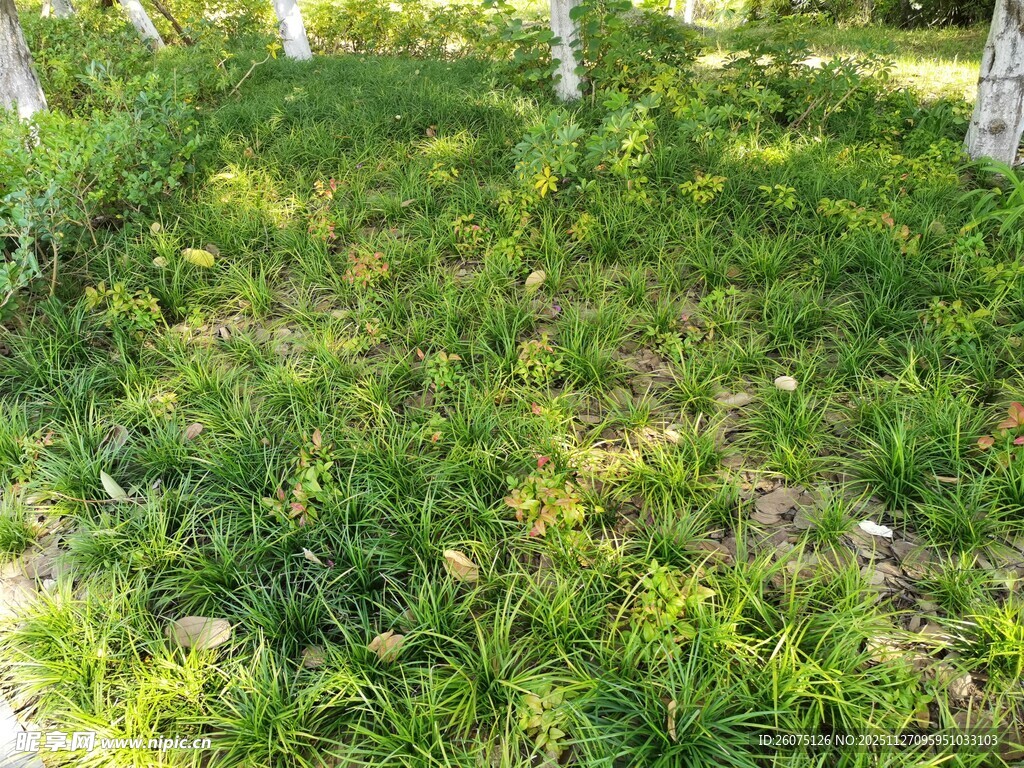 阳光下的翠绿草地