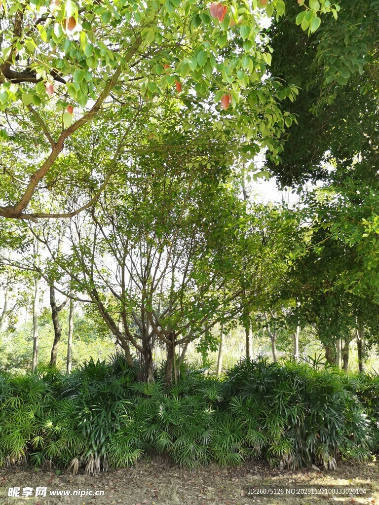 绿意盎然的树林景观