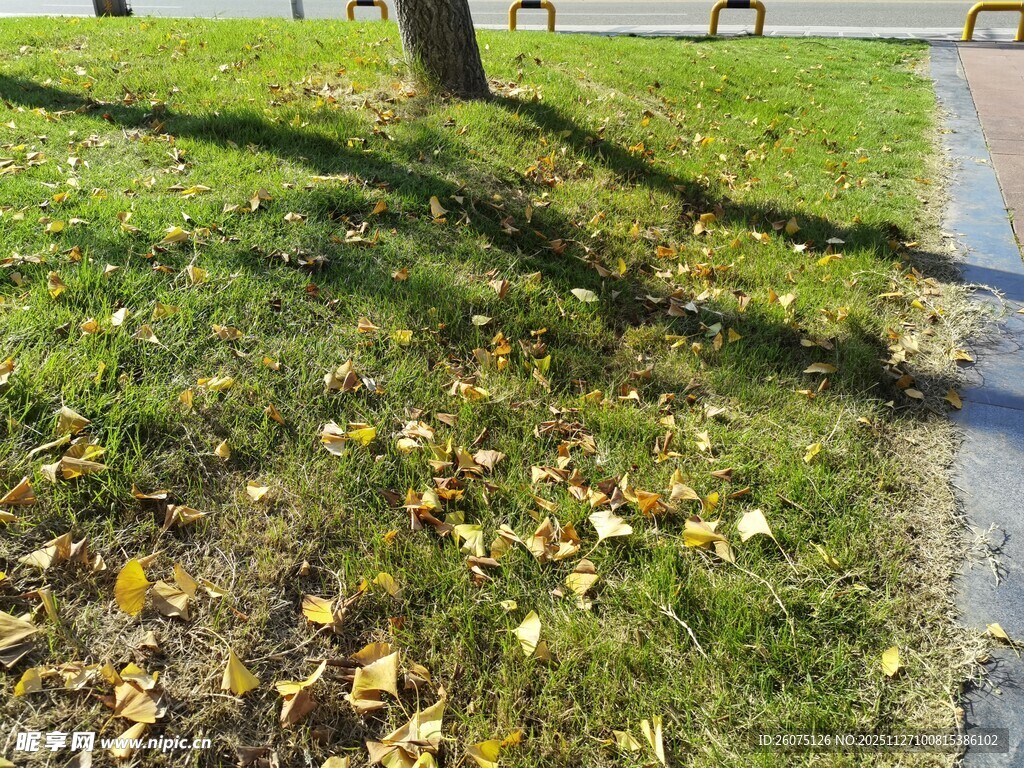 秋日草地落叶与树影