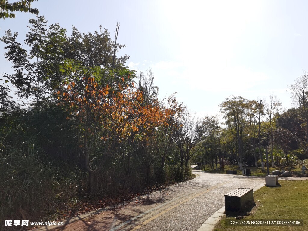 林间小径秋日风光