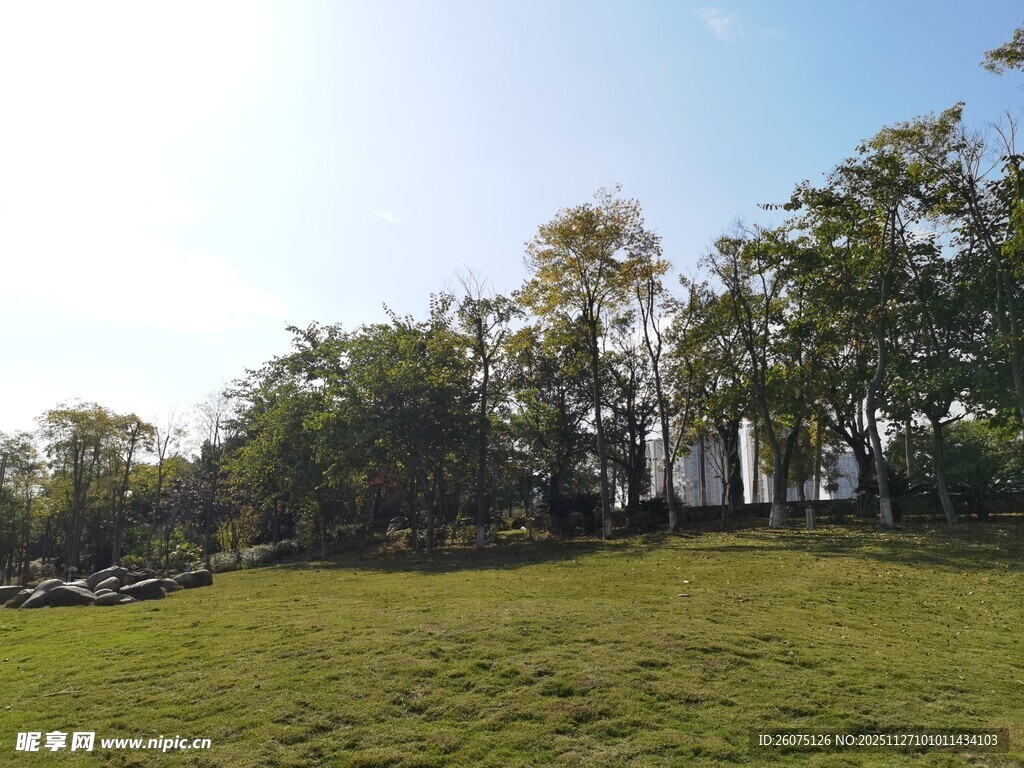 阳光草地旁的葱郁树林