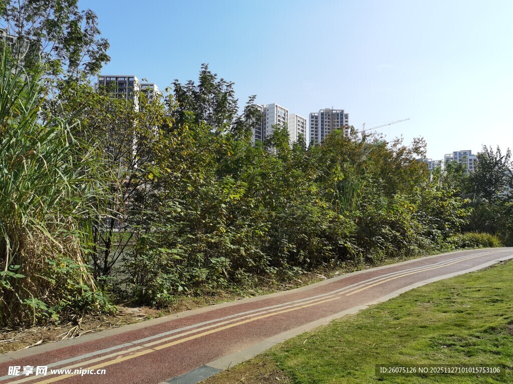 城市中的林荫小道