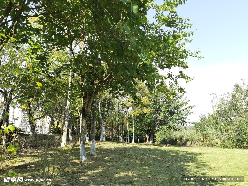 夏日林间草坪美景