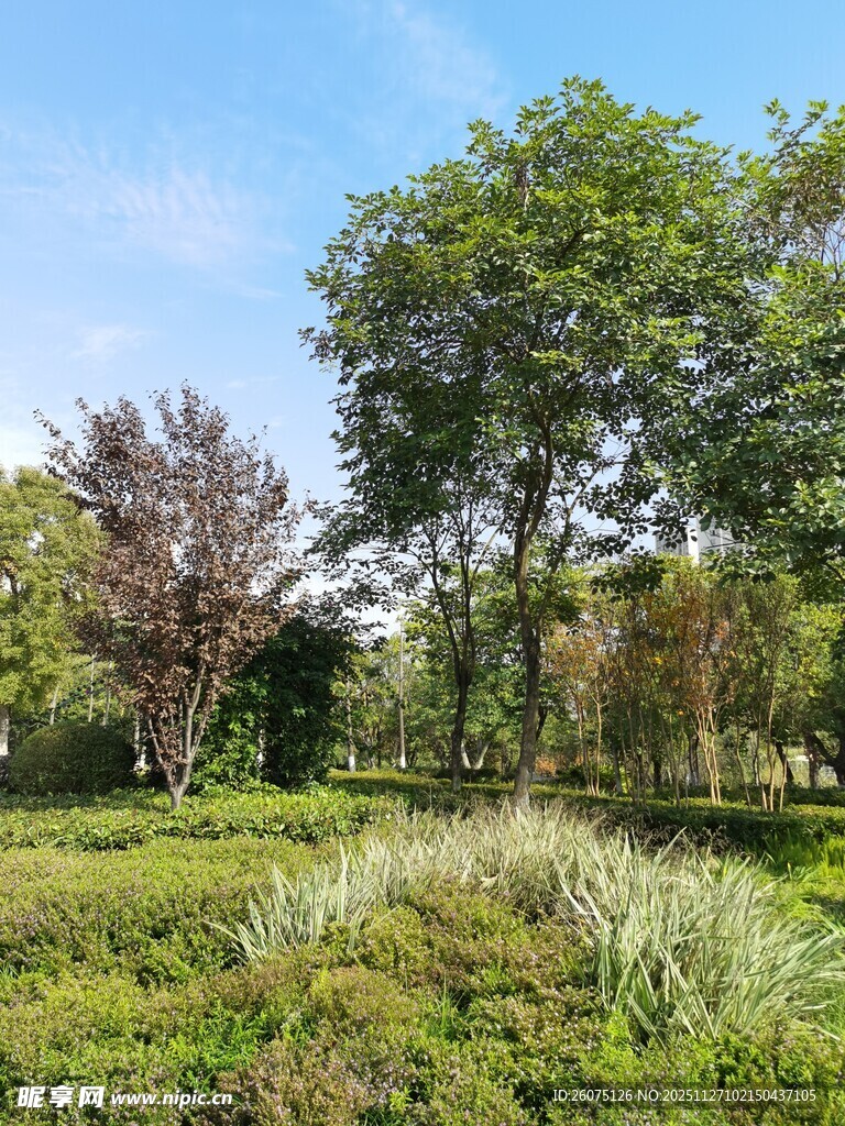 绿意盎然的户外自然景致