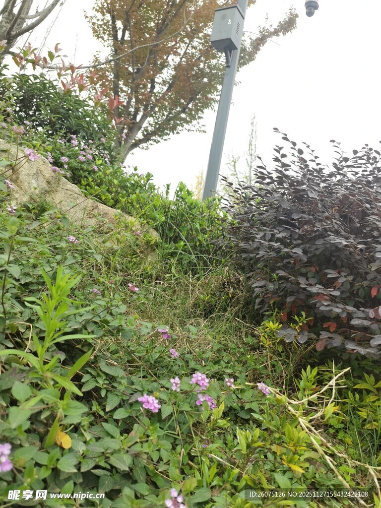 户外繁茂绿植景观