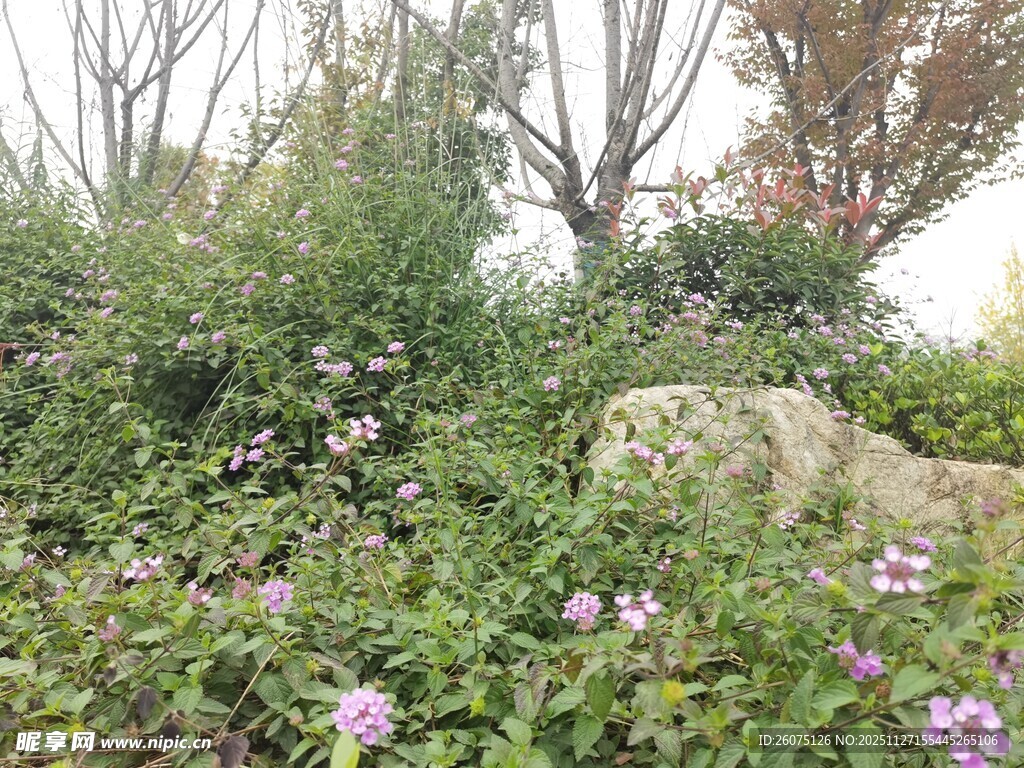 繁花绿植间的自然景致