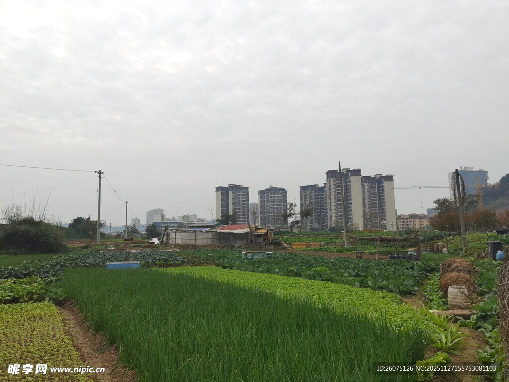 城郊田园风光与城市建筑
