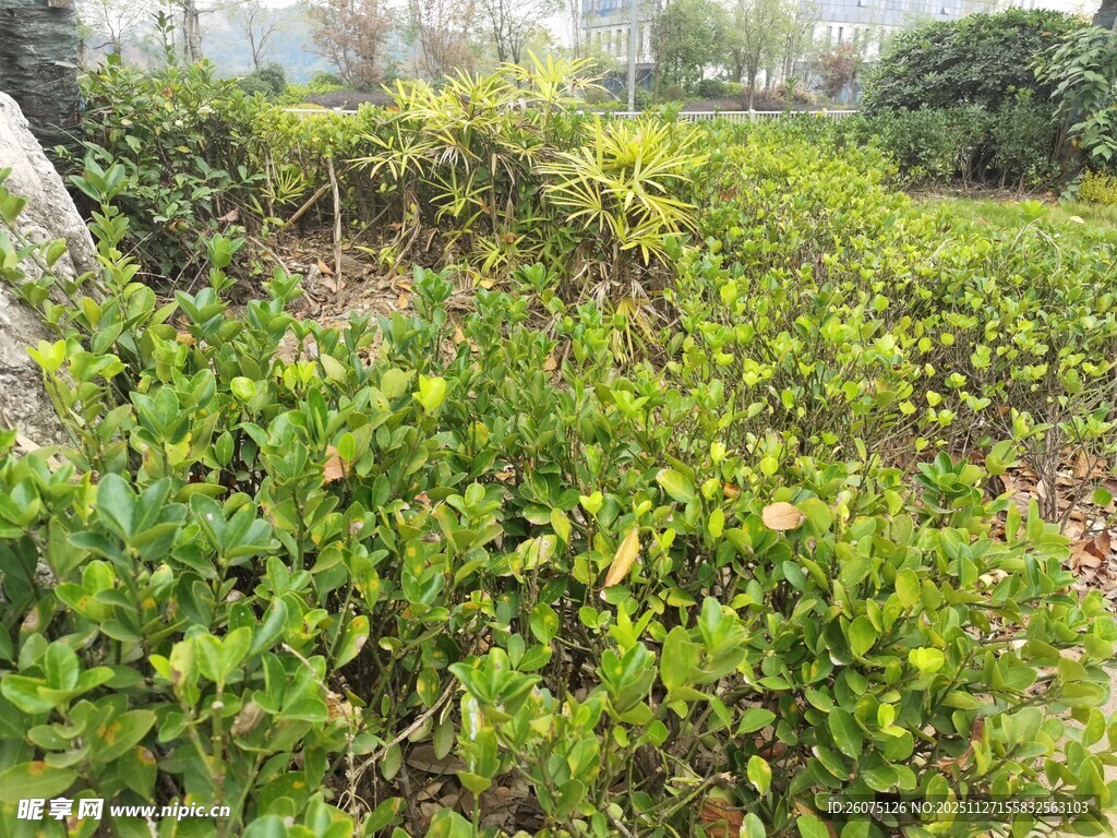 绿意盎然的灌木丛景观