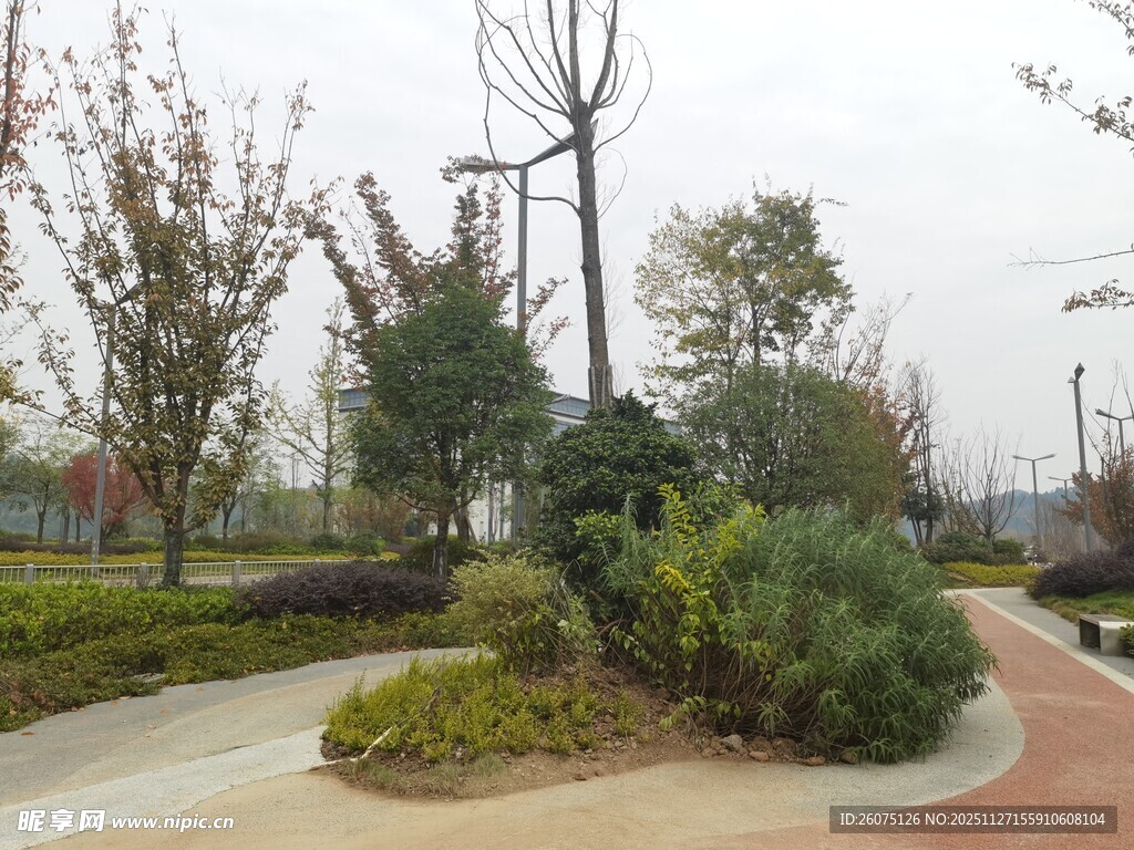 城市公园中的绿植景观