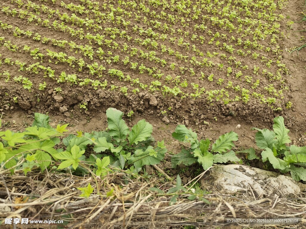 农田里的嫩绿幼苗