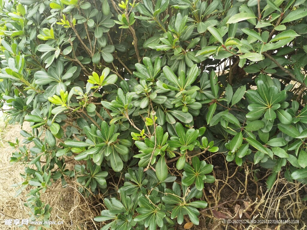 绿叶繁茂的灌木丛