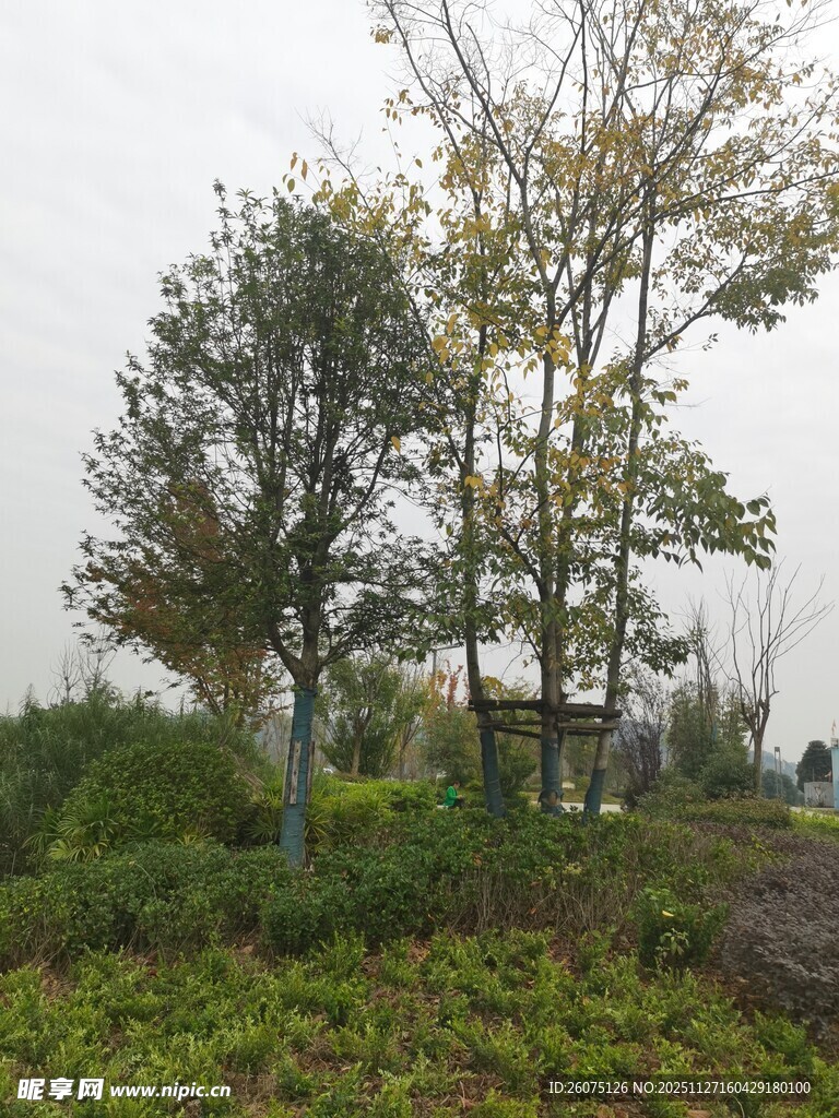 户外树林绿植自然景象