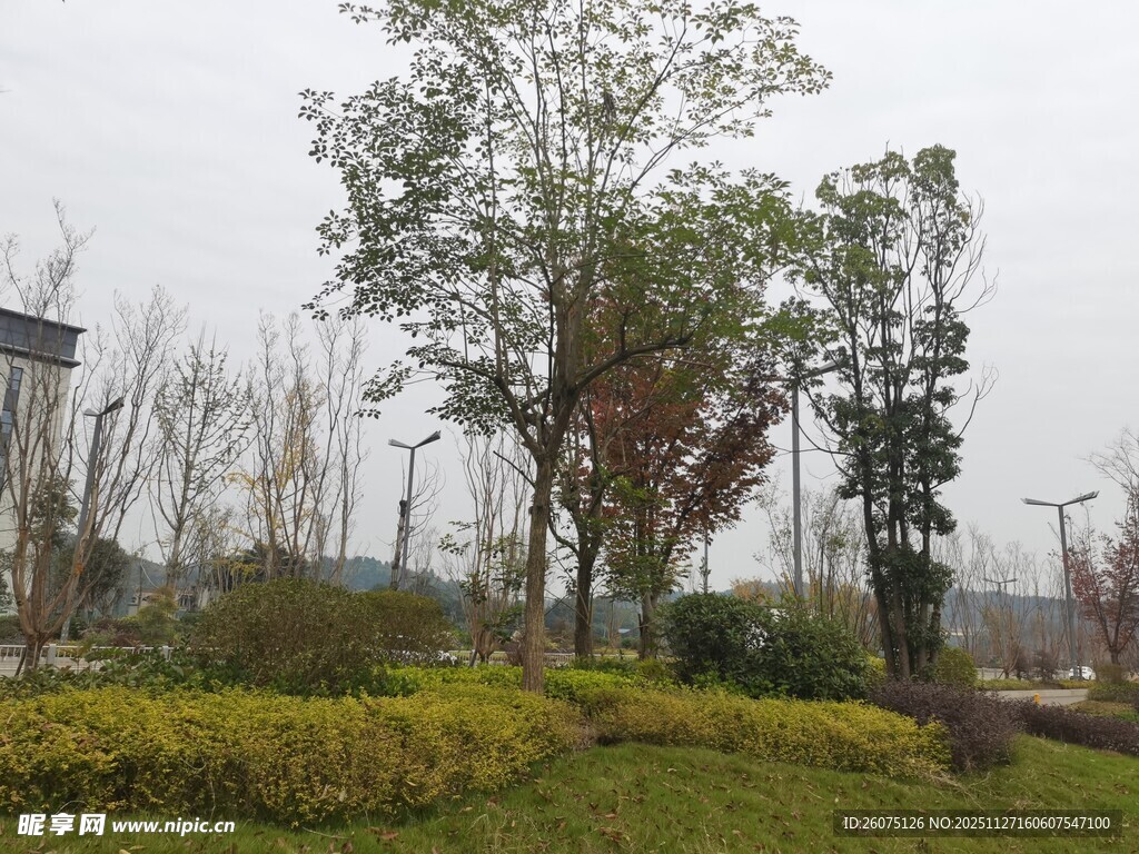 城市中的绿植景观