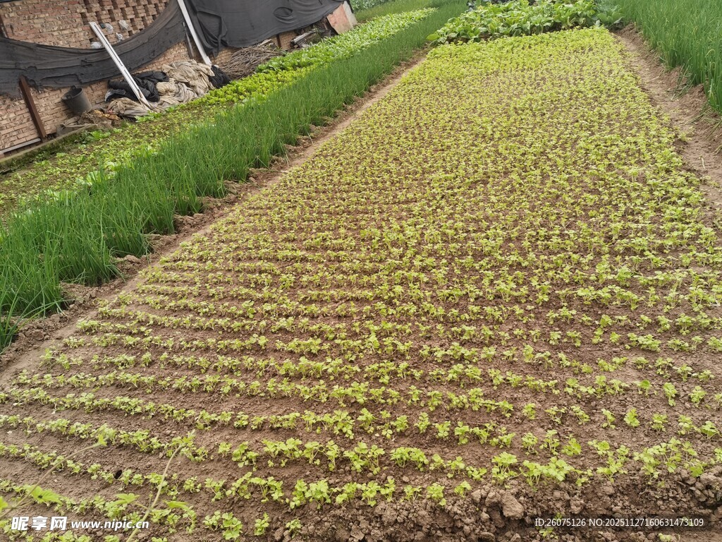 农田里嫩绿的幼苗