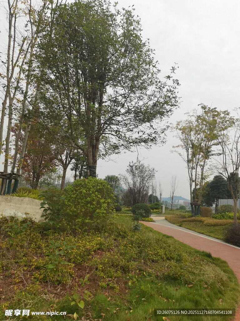 郊外蜿蜒小径旁的绿植