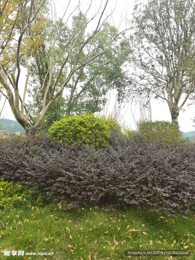 户外繁茂绿植景观