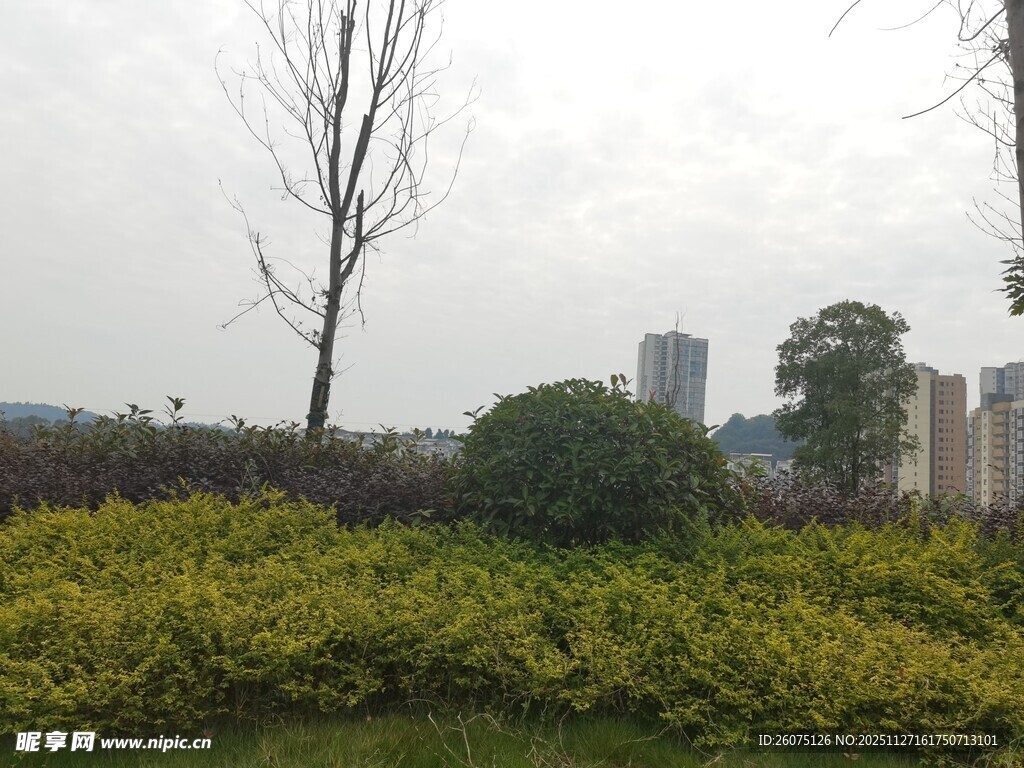 城市中的绿植景观