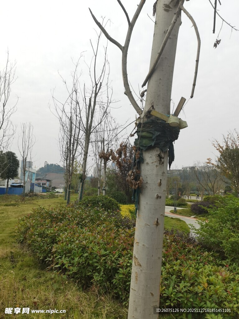 电线杆上缠绕的黑色线缆