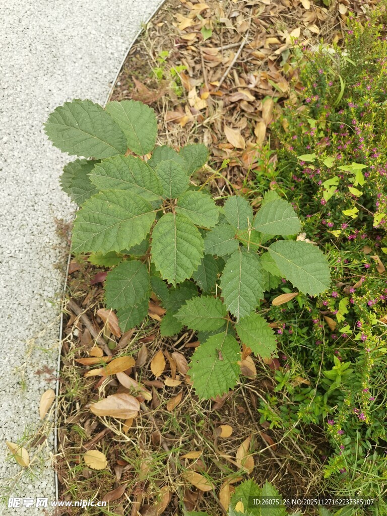 路边生长的绿色植物