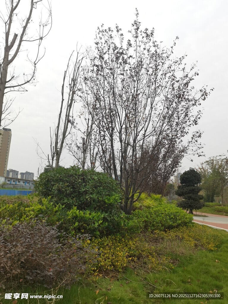 城市中的绿植景观