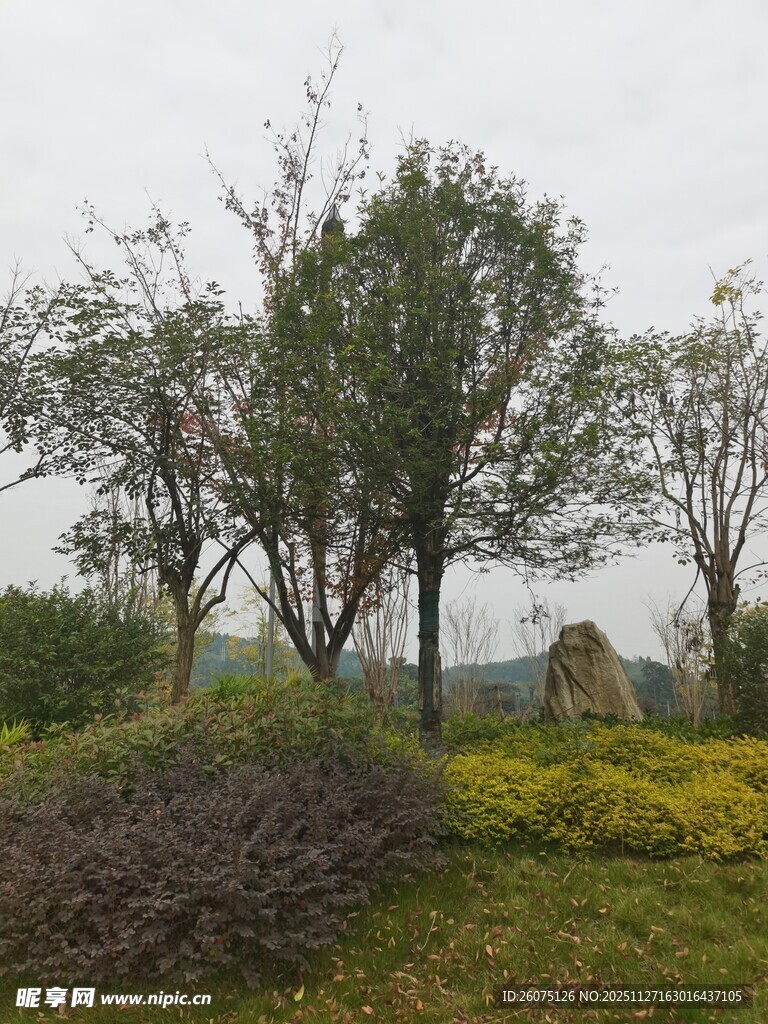 户外绿意盎然的自然景观