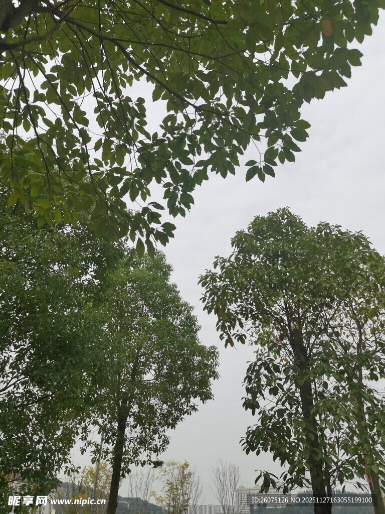 绿树成荫的户外景致