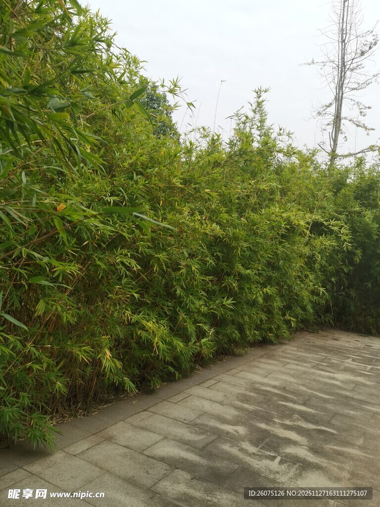 路边繁茂绿植景观