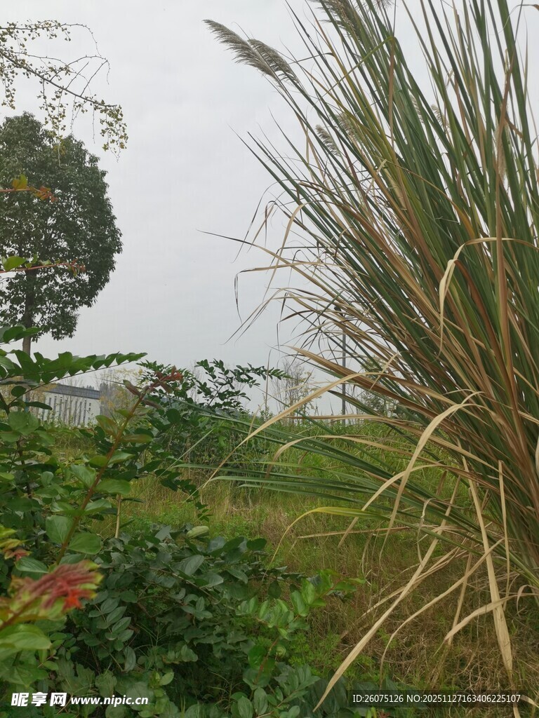 野外繁茂植物景观