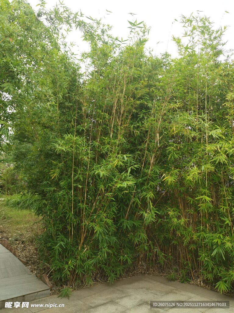 茂密绿植景观