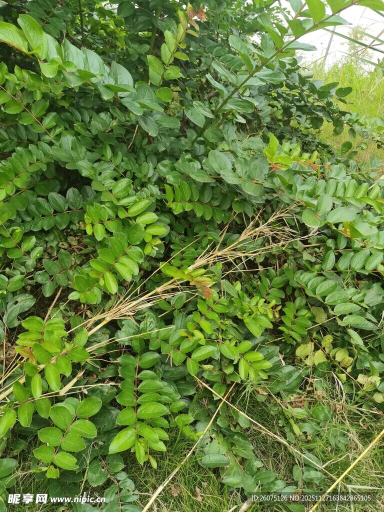 繁茂绿植景观