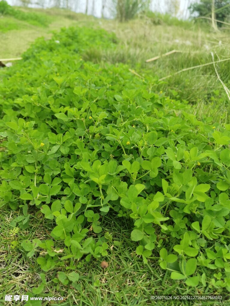 翠绿繁茂的地面绿植景观
