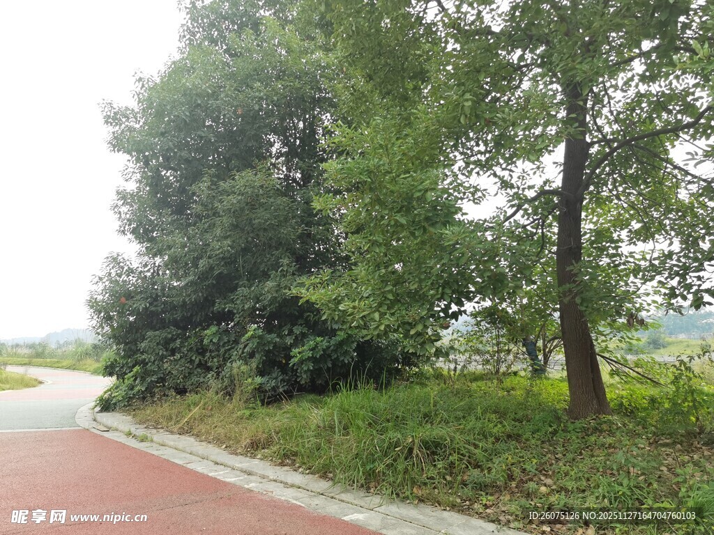 乡村林间的红色小路