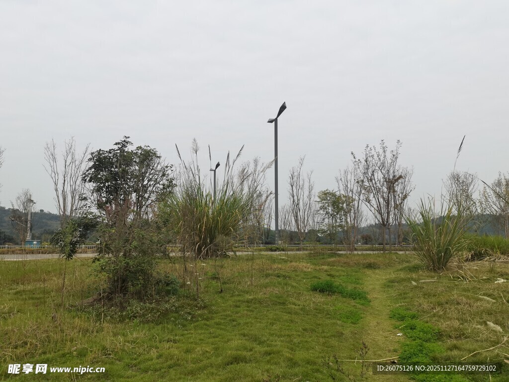 户外草地与树木景观