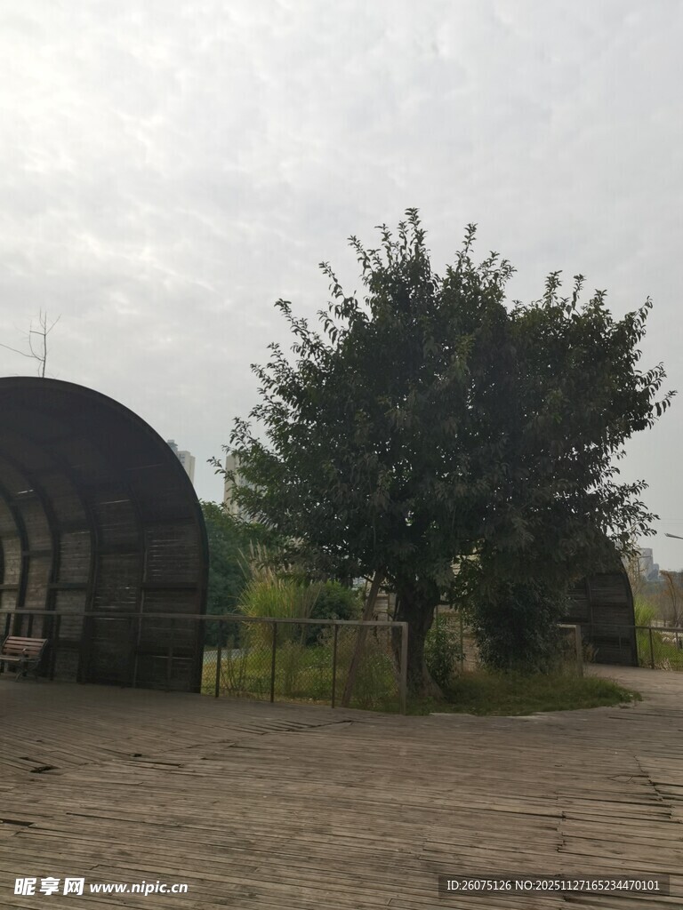 乡村户外的棚舍与树木