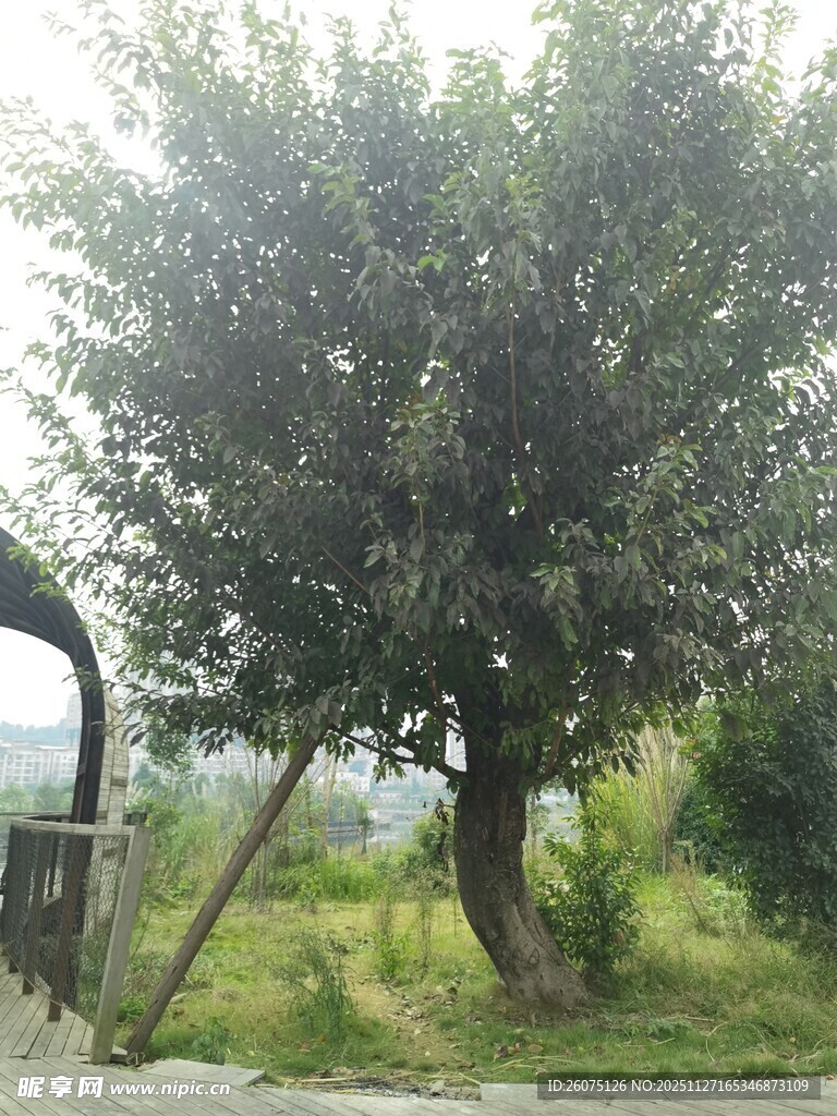 户外茂盛树木景观