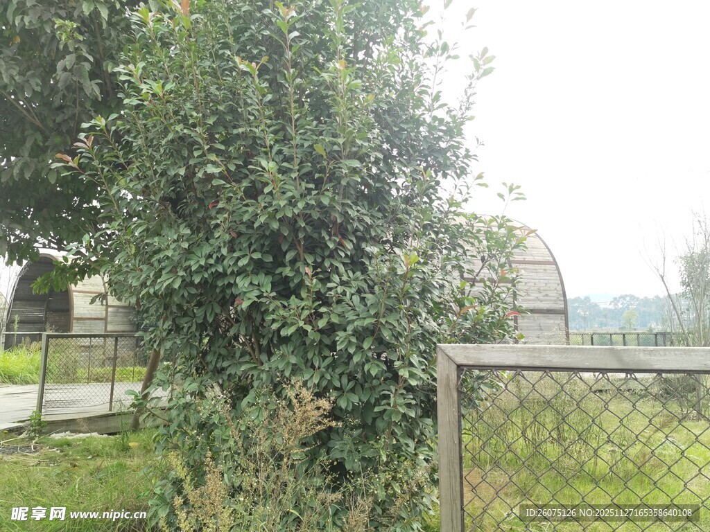 围栏旁茂盛的绿植