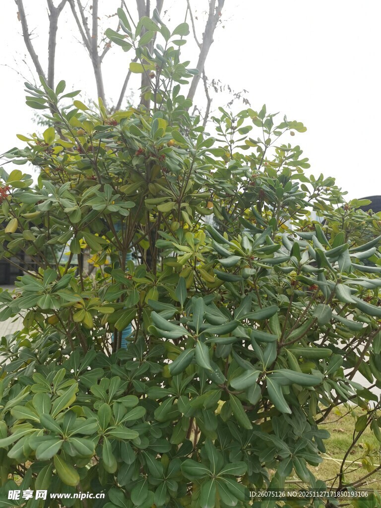 繁茂绿植景观