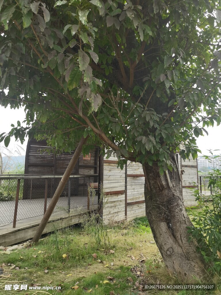 庭院中茂盛的老树