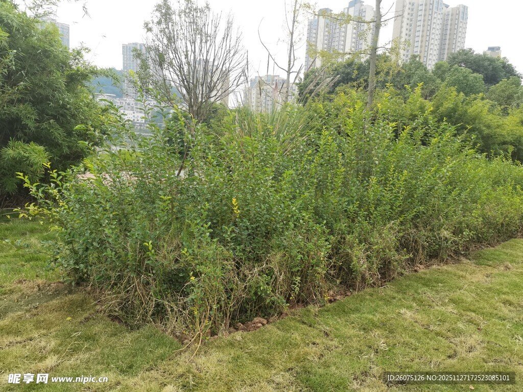 户外丛生绿植景观