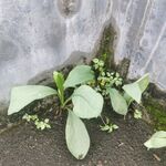 墙角生长的嫩绿植物