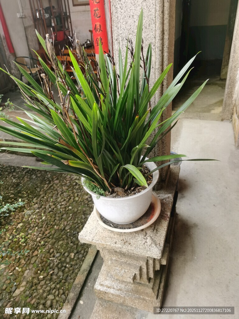 木凳上的绿植盆栽