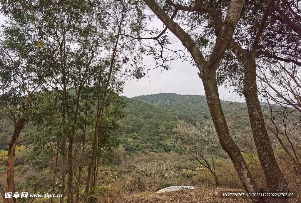 山林间的树木与开阔景致
