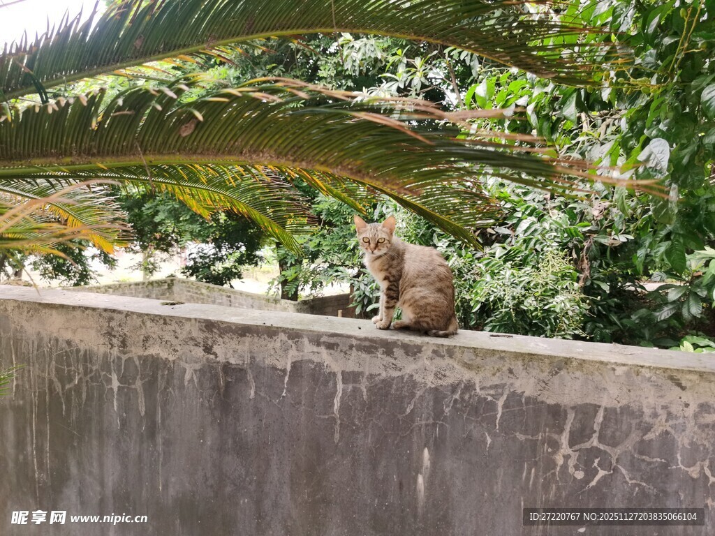 墙头猫咪 绿植相伴