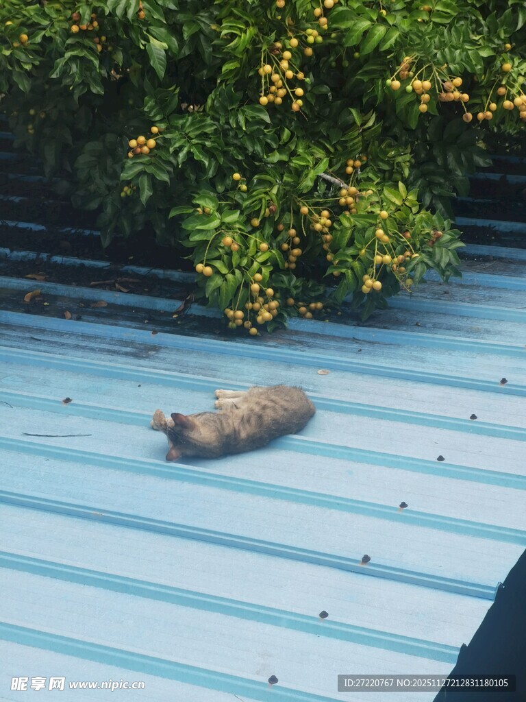 屋顶上休憩的小动物