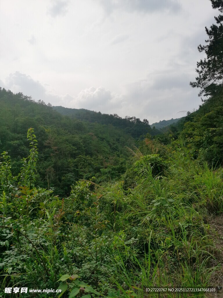 山间绿意盎然的自然景致