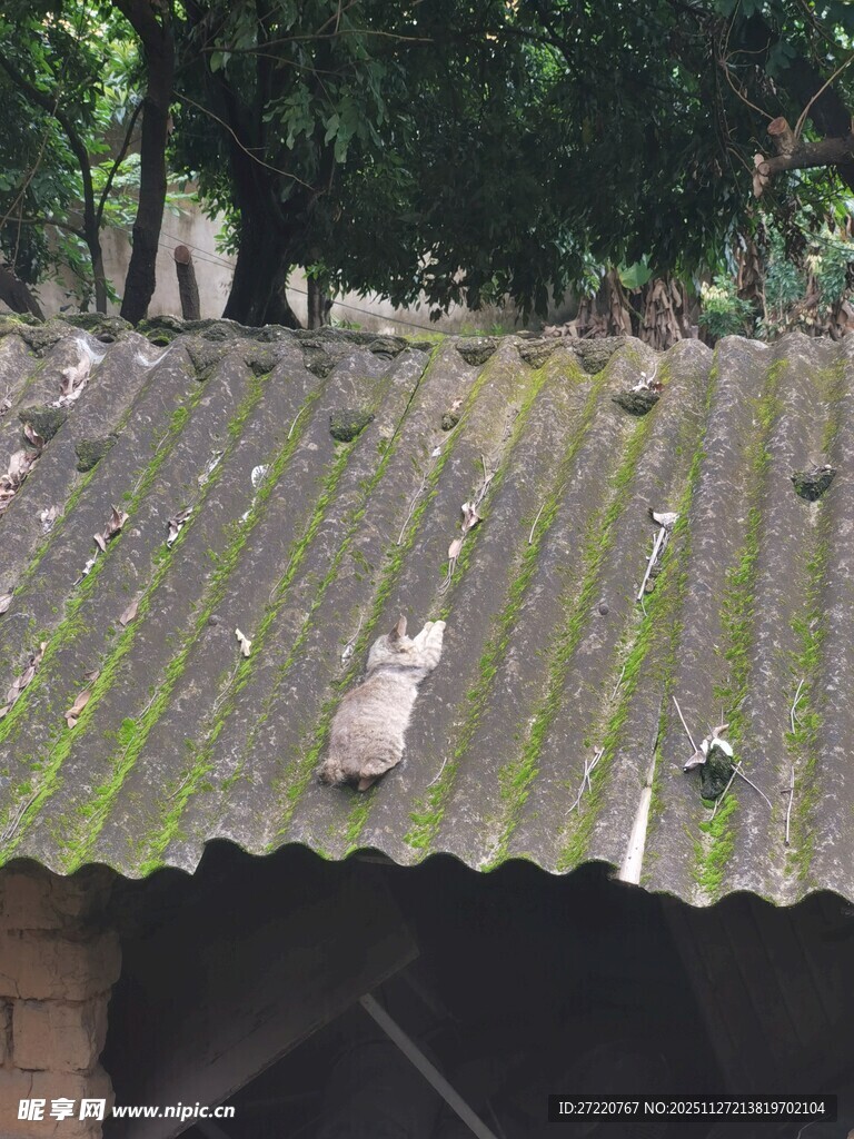 屋顶上狸花猫