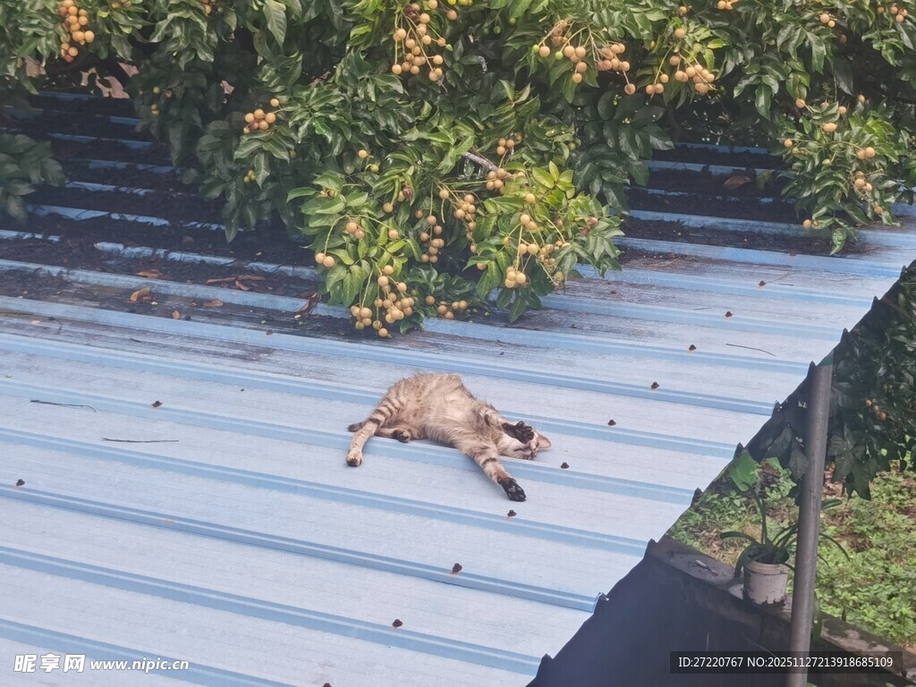 屋顶上的猫咪 狸花猫 