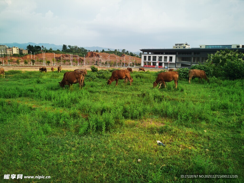 草地上的牛群与远处建筑